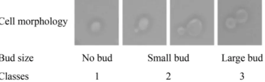 Figure 1.  Yeast cell morphology through cell cycle progression. Small bud is defined to be less than ~50% of the  mother cell in radius 34 .