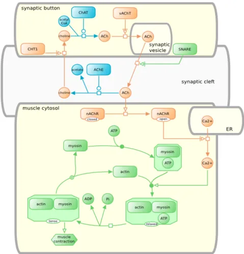 Figure 1.3: A sample SBGN process description map describing the events oc- oc-curring in a neuro-muscular junction.