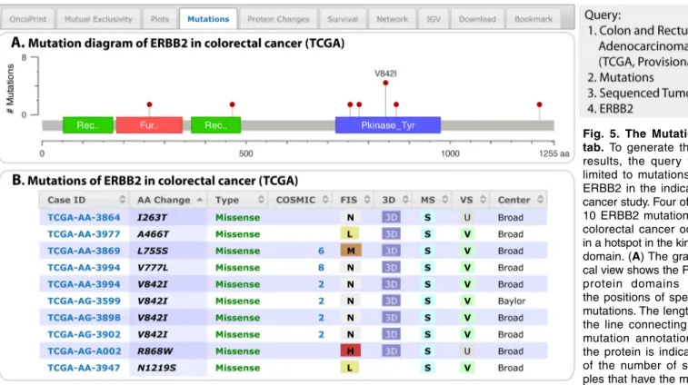 Fig.  5.  The  Mutations  tab.  To  generate  these  results,  the  query  was  limited  to  mutations  for  ERBB2  in  the  indicated  cancer study. Four of the  10 ERBB2 mutations in  colorectal  cancer  occur  in a hotspot in the kinase   domain. (a) Th