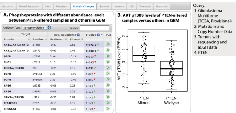 Fig. 6. The Protein changes tab. When available in the cancer study  selected, results related to protein or phosphoprotein abundance are   provided through this tab. In this example, glioblastoma (GBM) sam-ples with alterations in PTEN have increased phos