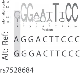 Figure 3. Reference and single nucleotide polymorphism  (rs7528684) allele matches to the Nfkb sequence logo  (Encyclopedia of DNA Elements [ENCODE] motif logo NFKB_