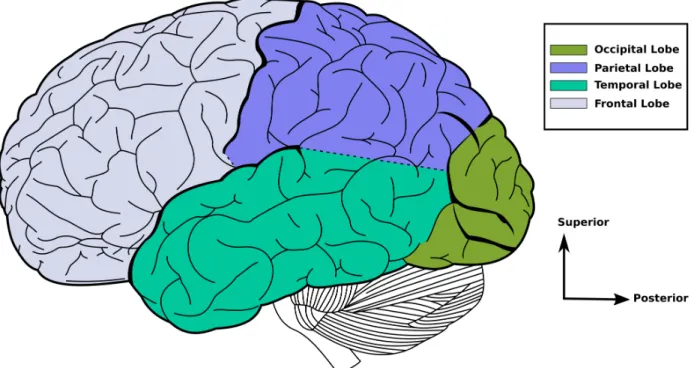 Figure 2.1: Cerebral cortex in the human brain (modified from [1]). Cerebral cortex is divided into four lobes.