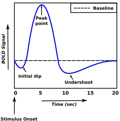 Figure 2.3: Hemodynamic response function (HRF). Initially there is a drop in the BOLD signal (0-2 s) after the stimulus is briefly displayed, then the signal rises and reaches its peak (5 s)