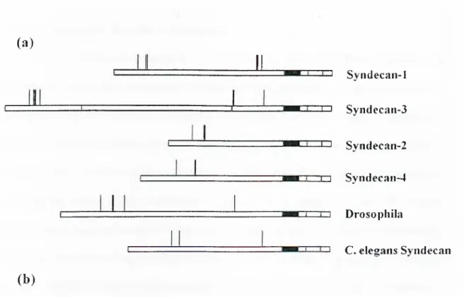 Figure  l . l :   S tructure of Syndean  core  protein