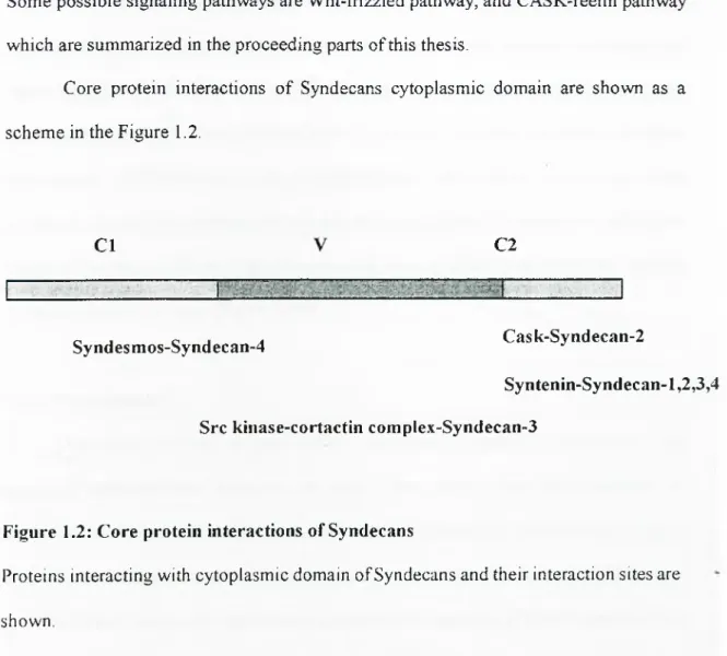 Figure  1.2: Core  protein  interactions  of Syndecans
