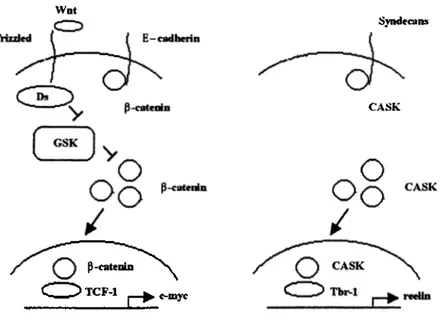 Figure 1.4: Wnt pathway and CASK pathway