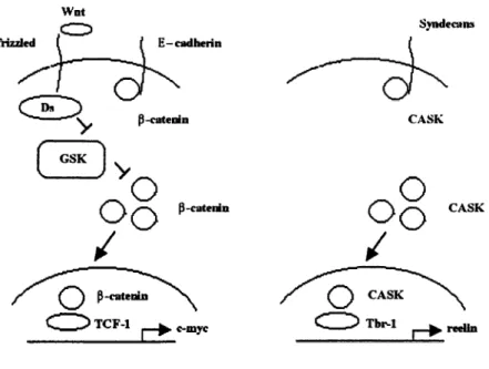 Figure 1.4: Wnt pathway and CASK pathway