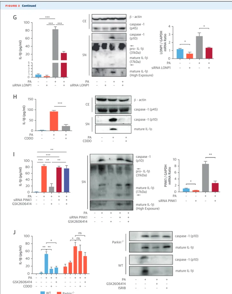 FIGURE 3 Continued IL-1β (pg/ml) 10080604020 PA siRNA LONP1 –– – + +– ++ PAsiRNA LONP1 –– – + +– ++543210*********CE β - actin caspase -1 (p45) caspase -1 (p10) caspase -1 (p10) caspase -1 (p10) caspase -1 (p10)pro- IL-1β(31kDa)mature IL-1β(17kDa)mature IL