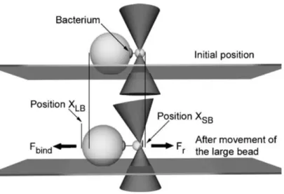 Figure 1.7: Bacterial adhesion force. The bead which is trapped by optical tweez- tweez-ers is coated with receptor molecules and is brought near a bacterium stuck on a large bead’s surface
