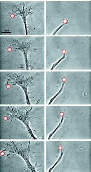 Figure 1.8: Neuronal growth. Flat (left column) and tubular (right column) neuronal cones