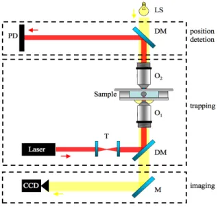 Figure 2.2: Basic optical tweezers setup. Interferometry.