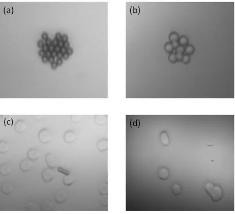 Figure 3. Trapping of particles and cells. (a) Trapping group of melamine particles with diameter 2 µ at power 22 mW.