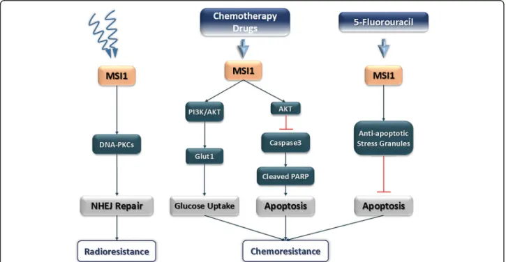 Fig. 2 Different signaling pathways which are mediated by MSI1 upon chemotherapy and radiotherapy approaches in a variety of cancers