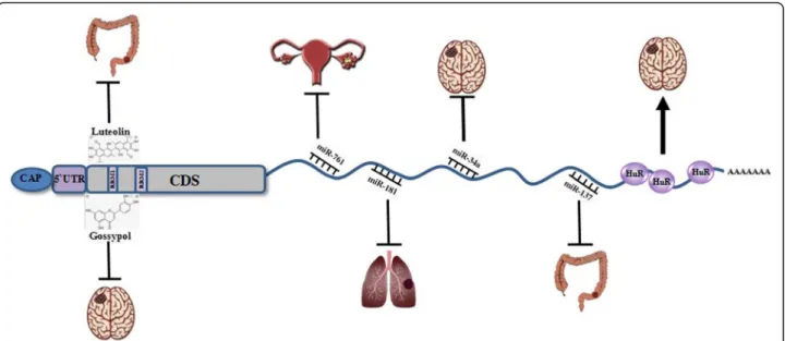 Fig. 3 Schematic representation for the functions of MSI1 in various cancer types. Downregulation of Msi1 by binding of tumor suppressor miRNAs could inhibit the growth of tumor cells in different solid tumors