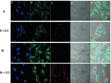 Figure 8. Photocytotoxic effects of 5 (blue; 280 ngmL ¢1 ) and 5r (red;