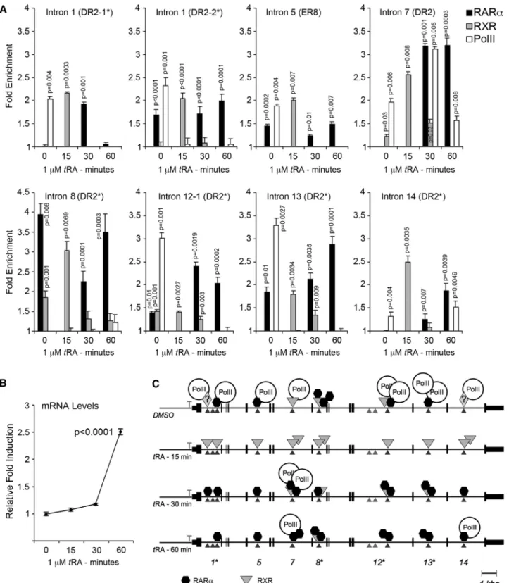 Figure 7. Nuclear receptors and RNA Pol-II interact with NIS intronic elements in a dynamic manner during the initiation of transcription