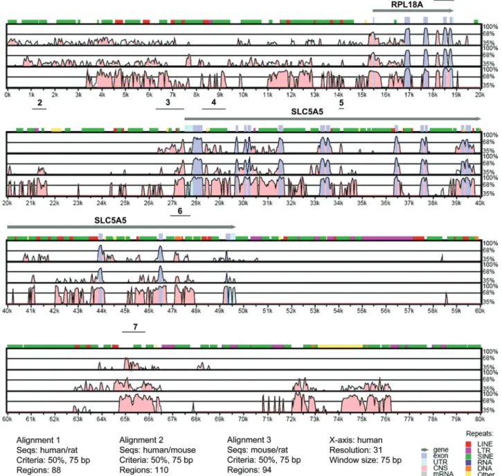 Figure 1. VISTA plot of sequence conservation in a 90-kb genomic DNA in human, mouse and rat