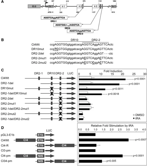 Figure 4. A Functional RARE (DR2-2) is present in the ﬁrst intron of NIS. (A) Representation of conserved regions and putative RARE sequences in cluster 4