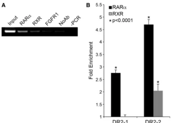Figure 6. RARa and RXR occupy the novel intronic element in vivo.