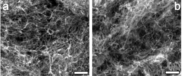 Figure 3.3: SEM images of pristine (a) CNT and (b) RuO 2 /CNT. Both of the samples show same pore size and distribution