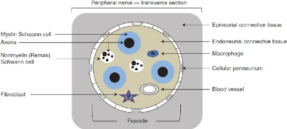 Figure 1.1: Transverse section of a peripheral nerve [6]. Figure reprinted with  permission from Cold Spring Harbor Laboratory Press