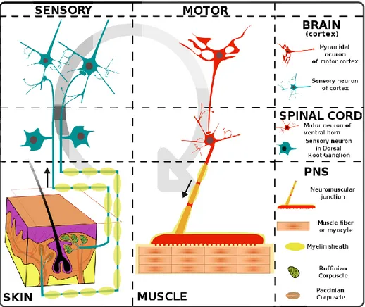 Figure 1.2: Anatom y of the peripheral nerve system . Figure reprinted under  Creative Com m ons Attribution-N on-Com m ercial 3.0 U nported License