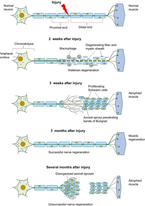 Figure  1.3:  PN I  regeneration  process  [19]  Figure  reprinted  under  C reative  Com m ons Attribution N on-Com m ercial license (CC -BY -N C) 