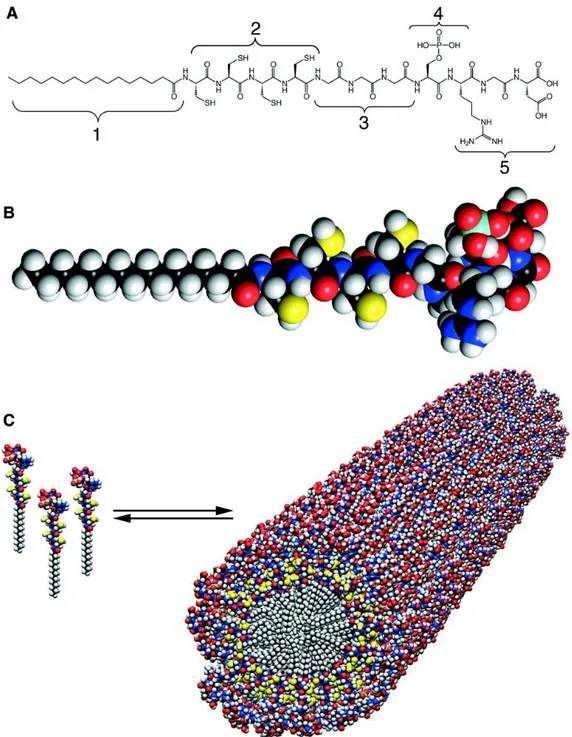 Figure 1.6: Self-assem bly of peptide am phiphiles into nanofibers [70]. Figure  reprinted with perm ission from  Am erican Association for the Advancem ent  of Science