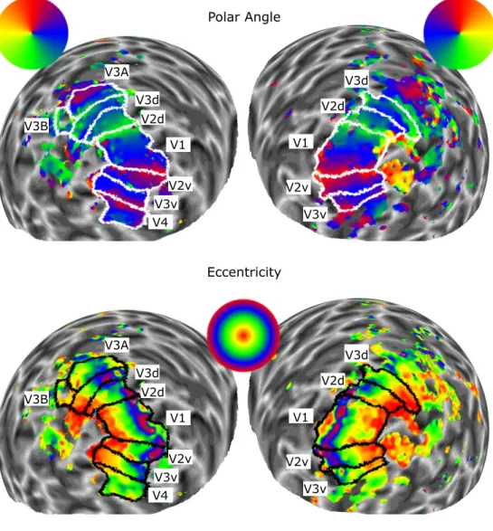 Figure 3.3: Example pRF maps of a representative participant. The maps are generated on a spherical representation of the cortex in order to reveal areas buried in sulci