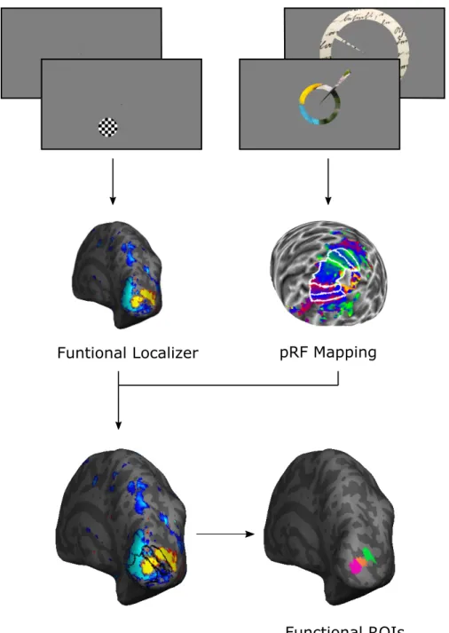 Figure 3.4: ROI Identification Pipeline. The activation yielded by functional localizer was overlaid together with visual area labels obtained from pRF  map-ping