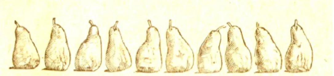 Figure 3. Ten (10) pears. 