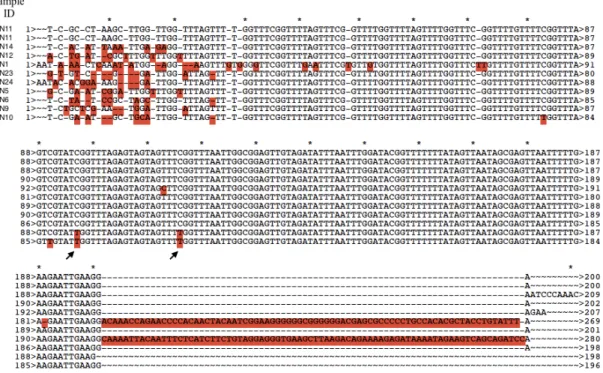 Figure 4.3, 4.4, 4.5 and 4.6 shows sequence alignment of the bisulfite converted  distal TERT promoter
