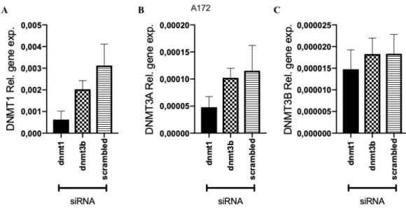 Figure 4.14: Expression of DNA Methyltransferase in A172 cell line 48 hour post treatment