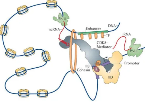 Figure  1.1.  Mediator  enables  communication  between  enhancer-bound  TFs  and  transcriptional complex at the promoter [62]