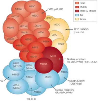 Figure 1.2.  Modular structure of Mediator Complex and its relation with transcription  factors [63]