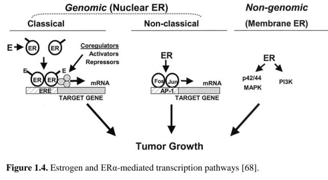 Figure 1.4. Estrogen and ERα-mediated transcription pathways [68].  