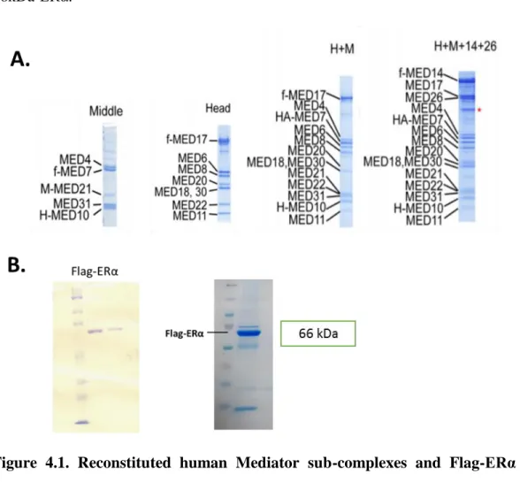 Figure  4.1.  Reconstituted  human  Mediator  sub-complexes  and  Flag-ERα  using  MultiBac  Baculovirus  Expression  System