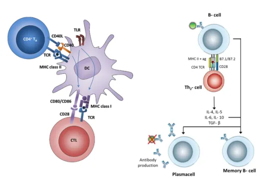 Figure 1.1: Activation of DC upon Ag internalization and presentation of epitopes to T and B cells
