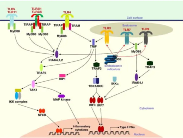 Figure 1.3: Initiation of MyD88 and TRIF dependent signaling cascade upon TLR-ligand interaction