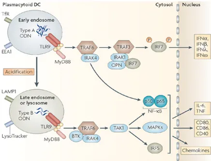 Figure 1.4: Differential immune activation of human pDC following D and K triggered signaling cascade