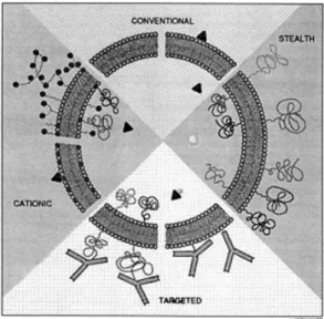 Figure 1.5: Frequently used liposomes for therapeutic purposes; conventional, cationic, stealth and targeted liposomes