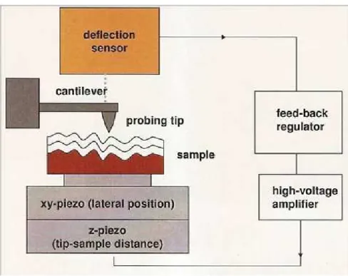 Figure 2.3: The schematic view of an Atomic Force Microscope.