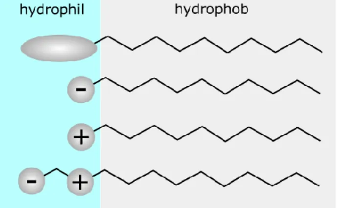 Figure  2.4.  Schematic  representation  of  non-ionic,  anionic,  cationic  and  zwitterionic surfactants from top to bottom