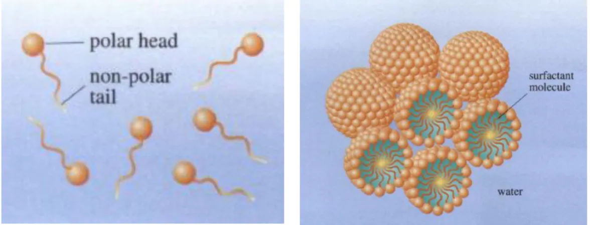 Figure 2.5. 2  Schematic representation of surfactant molecules (left) and micelles  (right) in water