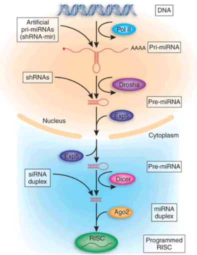 Figure 1.3: RNAi machinery. 