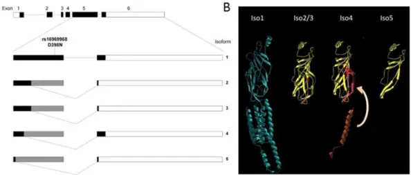 Figure 1.6: CHRNA5 isoforms.  