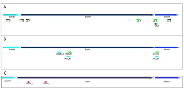 Figure 3.3: Graphical representation of CHRNA5 primer pairs and siRNA molecules used in  the present study