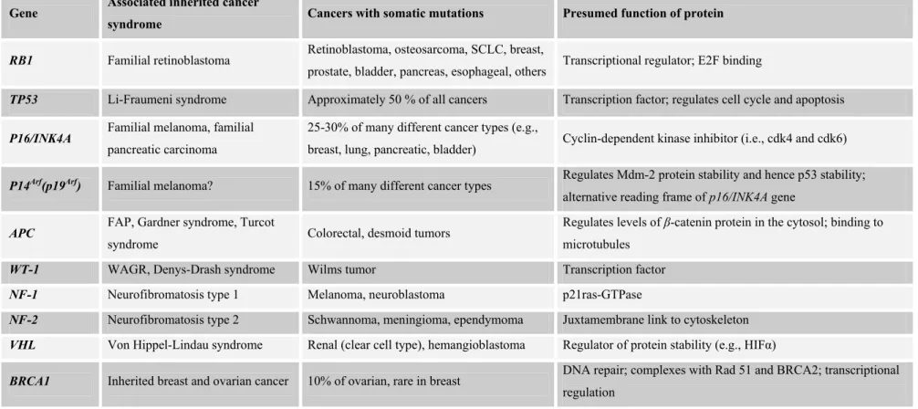 Table 1.2: Some tumor suppressor genes and tumor suppressor proteins  (taken from Vogelstein and Kinzler, 2002)