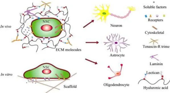 Figure 5 Directing the NSC fate by ECM molecules and other exogenous factors in  vivo and in vitro [3]