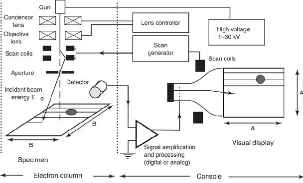 Figure 2.1 Schematic of a scanning electron microscope. Taken from [35]. 
